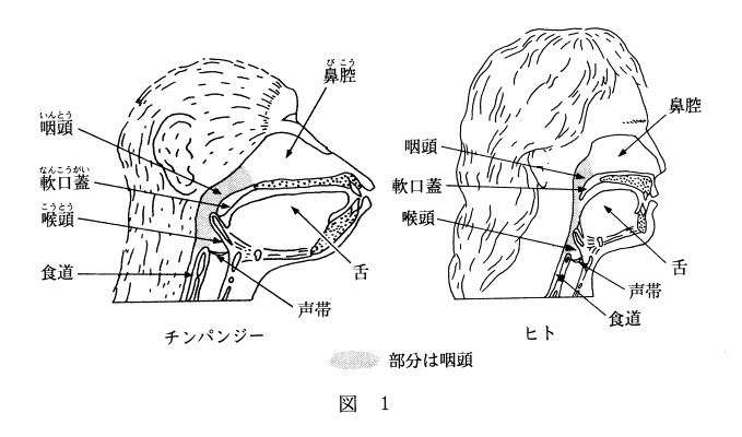 ape and adult human